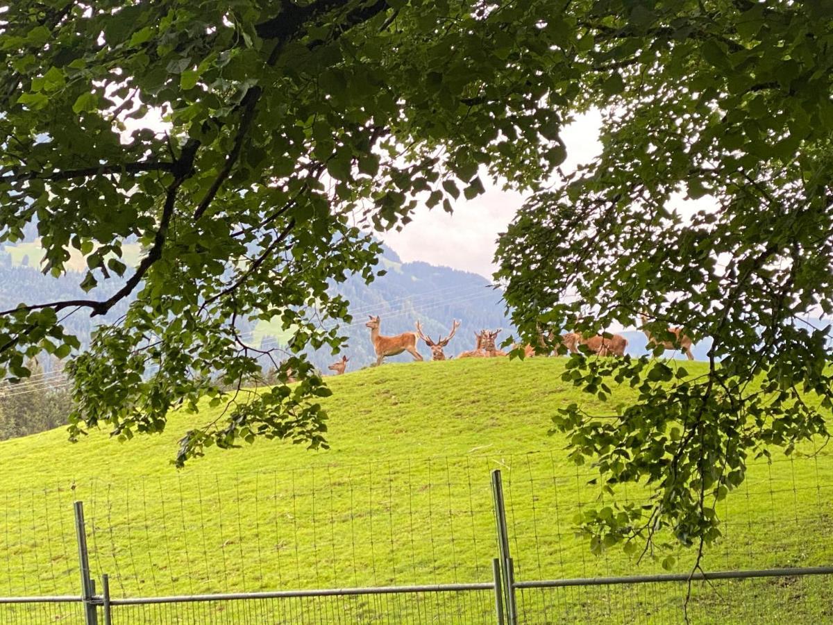 Berghof Haselsberger Appartements Sankt Johann in Tirol Buitenkant foto