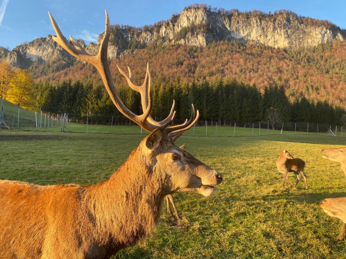 Berghof Haselsberger Appartements Sankt Johann in Tirol Buitenkant foto