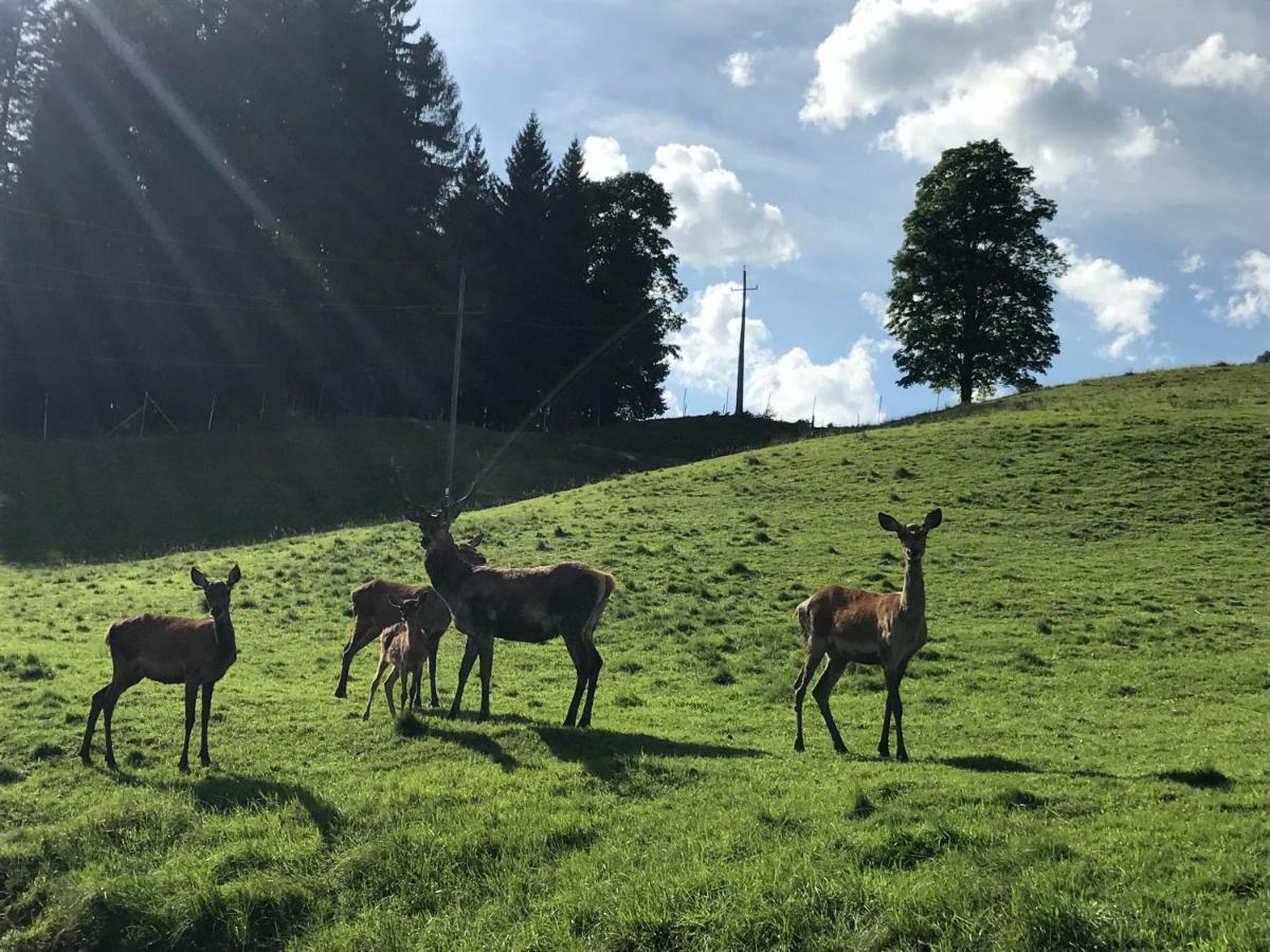 Berghof Haselsberger Appartements Sankt Johann in Tirol Buitenkant foto